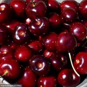 Cherry – Semi Dwarf Blackgold (Sweet) – #7 Container