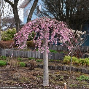 Cherry Blossom – Pink Cascade Weeping – #15 Container