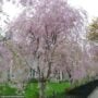 Cherry Blossom – Higan Weeping – 4ft – #15 Container