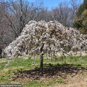 Cherry Blossom – Snow Fountain Weeping – 4ft – #15 Container