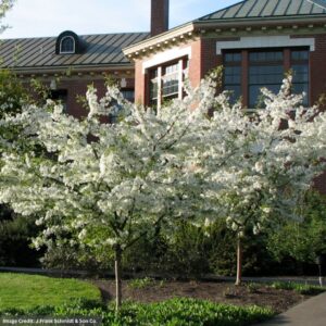 Crabapple – Golden Raindrops – 1.75″ Caliper – B&B