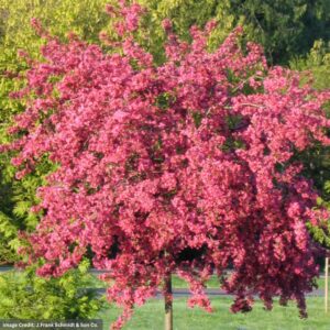 Crabapple – Prairie Fire – #15 Container