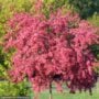 Crabapple – Prairie Fire – #15 Container
