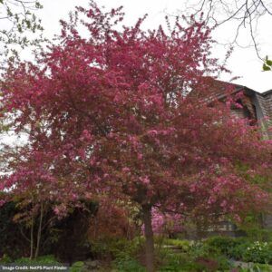 Crabapple – Royal Raindrop – 1.5-2″ Caliper – B&B