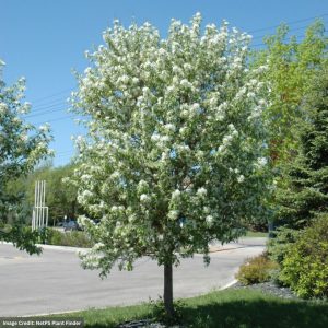 Crabapple (Flowering) – Spring Snow – 1.75-2″ Caliper – B&B