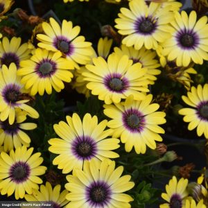 Osteospermum – Blue Eye Beauty – 4.5″ Pot