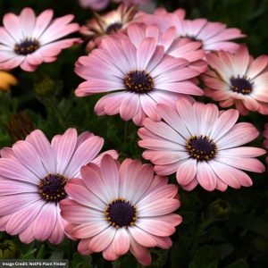 Osteospermum – Serenity Pink – 4.5″ Pot