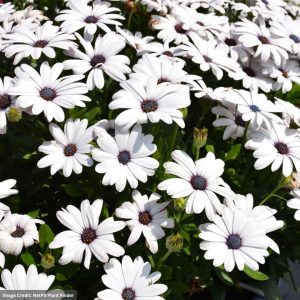 Osteospermum – Serenity White – 4.5″ Pot