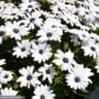 Osteospermum – Serenity White – 4.5″ Pot