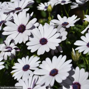 Osteospermum – Tradewinds White – 4.5″ Pot