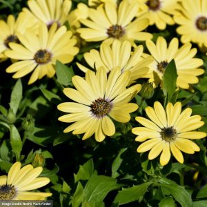 Osteospermum – Tradewinds Yellow Improved – 4.5″ Pot