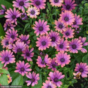 Osteospermum – Zion Copper Amethyst – 4.5″ Pot