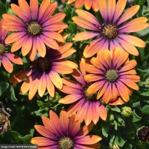 Osteospermum – Zion Purple Sun – 4.5″ Pot