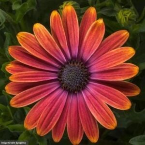 Osteospermum – Tradewinds Sunset – 4.5″ Pot