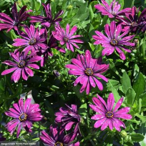 Osteospermum – Osticade Purple – 10″ Hanging Basket