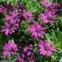 Osteospermum – Osticade Purple – 10″ Hanging Basket