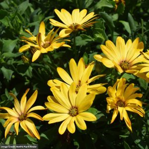 Osteospermum – Osticade Yellow – 10″ Hanging Basket
