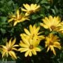 Osteospermum – Osticade Yellow – 10″ Hanging Basket