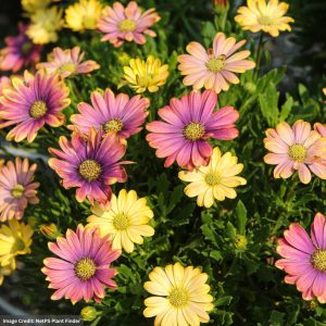Osteospermum – Zion Pink Sun – 4.5″ Pot