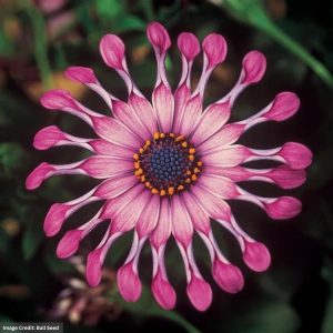 Osteospermum – FlowerPower™ Spider Pink – 6.5″ Pot