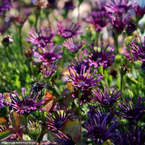 Osteospermum – FlowerPower™ Spider Purple – 6.5″ Pot