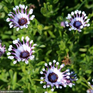 Osteospermum – FlowerPower™ Spider White – 6.5″ Pot