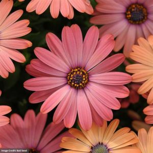 Osteospermum – Serenity Rose Magic – 4.5″ Pot