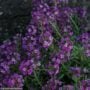 Alyssum – Clear Crystal Purple Shades – 4″ Pot