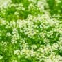 Alyssum – Clear Crystal White – 4″ Pot