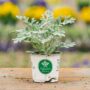 Dusty Miller – Silverdust – 4″ Pot