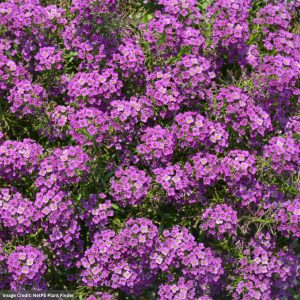 Alyssum Lobularia – Stream™ Compact Purple – 4.5″ Pot