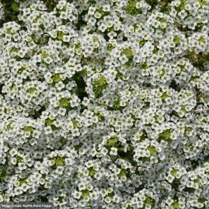 Alyssum Lobularia – Stream™ Compact White – 4.5″ Pot