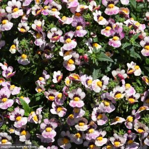 Nemesia – Nesia™ Bananaberry – 4.5″ Pot