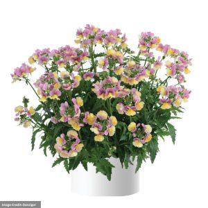 Nemesia – Nesia™ Banana Swirl – 4.5″ Pot