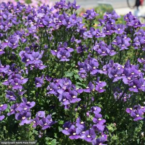 Nemesia – Nesia™ Denim – 4.5″ Pot