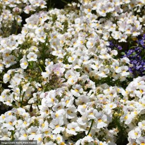 Nemesia – Nesia™ Snow Angel – 4.5″ Pot