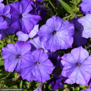 Petunia – Easy Wave Lavender Sky Blue – 306 Pack