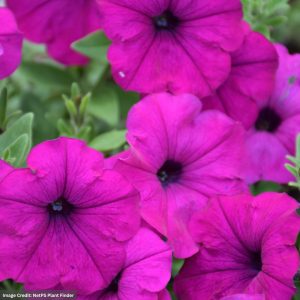 Petunia – Easy Wave Violet – 306 Pack