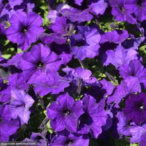 Petunia – Easy Wave Blue – 4″ Pot