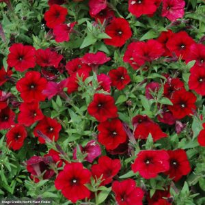 Petunia – Easy Wave Red Velour – 4″ Pot
