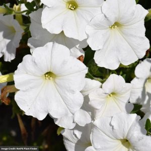 Petunia – Easy Wave White – 4″ Pot