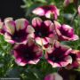 Petunia – Crazytunia Blackberry Jam – 4.5″ Pot