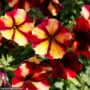 Petunia – Crazytunia Tiki Torch – 4.5″ Pot
