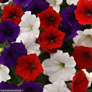Petunia – Easy Wave Flag Mix – 10″ Hanging Basket