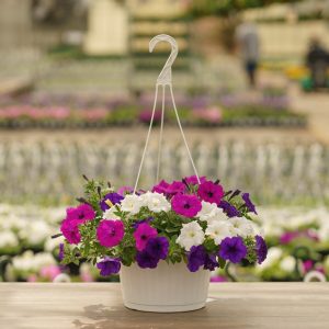 Petunia – Easy Wave Great Lake Mix – 10″ Hanging Basket
