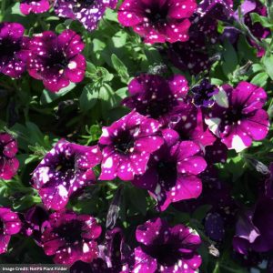 Petunia – Splash Dance Magenta Mambo – 10″ Hanging Basket