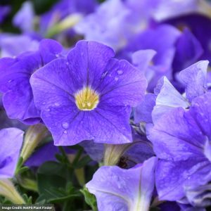 Petunia – Ray Classic Blue – 4.5″ Pot