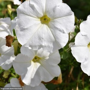 Petunia – Ray White – 4.5″ Pot
