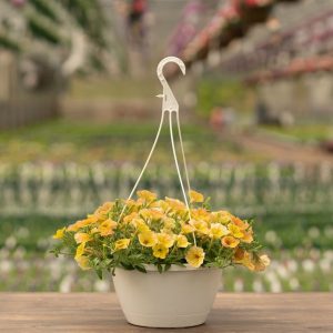 Petunia – Cascadia Indian Summer – 10″ Hanging Basket