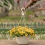 Petunia – Cascadia Indian Summer – 10″ Hanging Basket